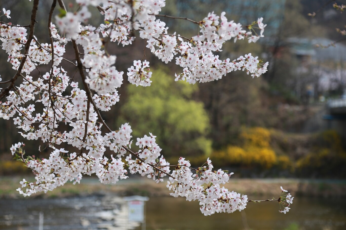 Es tiempo de cerezos en flor y estamos deseando disfrutar de su belleza.