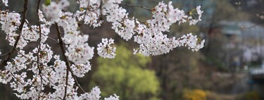 Es tiempo de cerezos en flor y estamos deseando disfrutar de su belleza.