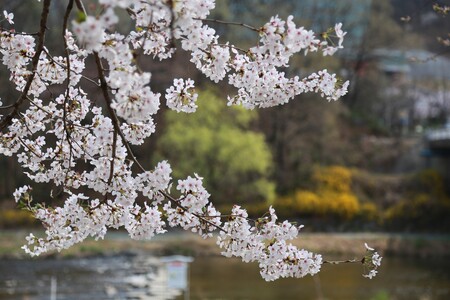 Es tiempo de cerezos en flor y estamos deseando disfrutar de su belleza.
