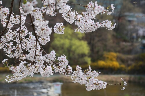 Es tiempo de cerezos en flor y estamos deseando disfrutar de su belleza.