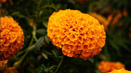 Sí, el cempasúchil también se come: descubre los lugares en CDMX donde puedes probar delicias con esta flor