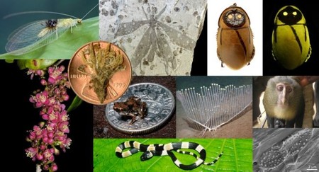 Top 10 de las especies más extrañas halladas en 2012