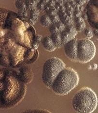 Descubierto uno de los primeros microorganismos que poblaron la tierra, el Ferroplasma acidiphilum