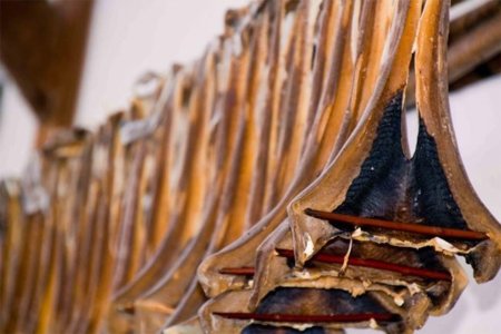 El curadillo, un pescado que conserva muchas propiedades