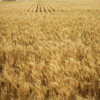 Las lluvias de la primavera han generado un problema inesperado a los agricultores españoles: cereal demasiado barato
