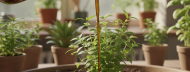 El mejor abono líquido casero para unas plantas verdes y resistentes 