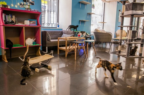 Para los amantes de los gatos: ruta de cat-cafés por España