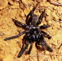 Muere la araña más longeva de la que se tenga constancia