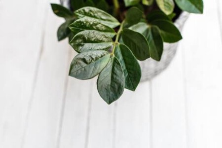 Zamioculca Simbolo Feng Shui