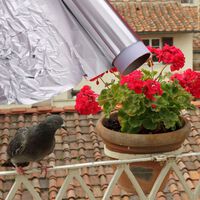 El infalible truco del papel aluminio para mantener alejadas a las palomas de tu balcón o terraza