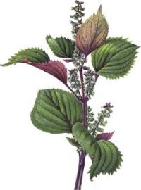 Perilla