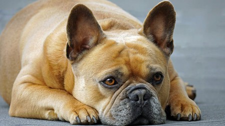 Bulldog Frances Portada 3