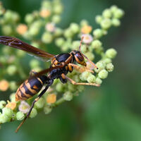 Inesperado e incrível: brasileira descobre em veneno de marimbondo a 'arma' secreta que pode travar o Alzheimer 