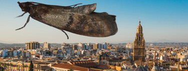 No hay una plaga de polillas en Murcia, es lo que pasa todos los años y no hay que alarmarse: no pican, no dañan, solo dan asco