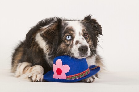 Un Bordel Collie junto a un sombrero clásico británico