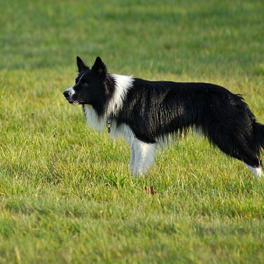 Una experta en comportamiento canino lo explica: cuando un perro ladra ya ha superado su capacidad de calma 