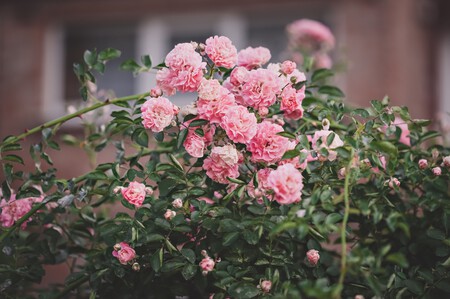 Pexels Filirovska 8243945
