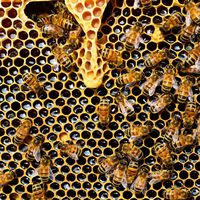 México tiene el 10% de las abejas del mundo, pero muchas están en peligro de desaparecer 