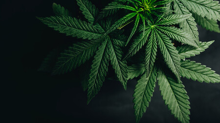 Cuáles son las diferencias entre el CBD y la marihuana explicados por la ciencia
