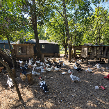 Un grupo de rescate pide ayuda tras salvar a 800 animales desatendidos de una propiedad del condado de Iredell 