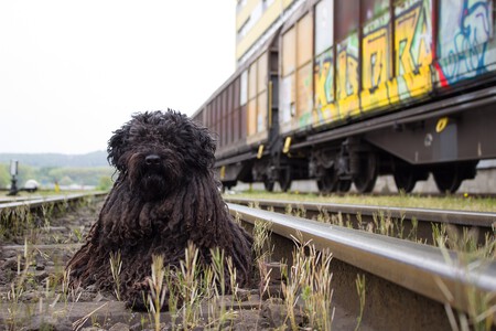 Un perro en unas vías de tren abandonadas
