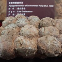 Ovos de dinossauro foram encontrados em um local frio demais para que eles tivessem existido: cientistas acreditam que o titanossauro construiu suas próprias incubadoras 