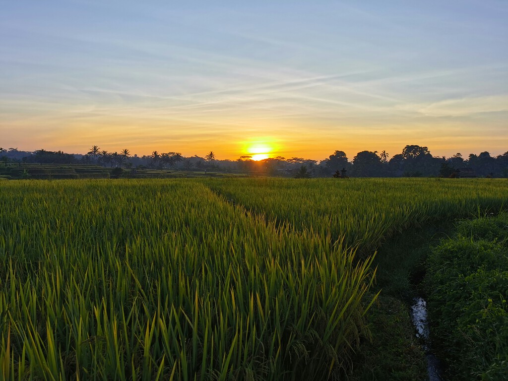 Tras miles de años plantando arroz en zonas húmedas, China ha saltado de nivel: lo está cultivando en el desierto
