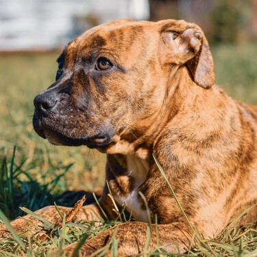 ¿Hace falta seguro de responsabilidad civil o licencia administrativa para mi pitbull, amstaff o antiguo PPP con la nueva ley?