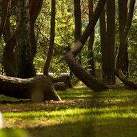 A floresta alemã onde todas as árvores parecem ter enlouquecido 