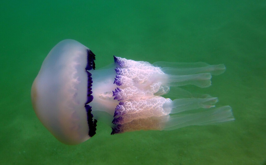 Cada vez es más habitual encontrarse medusas en las playas del Mediterráneo antes del verano. Y es una mala señal