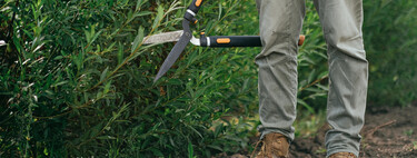 Poda estas especies ahora en noviembre y tendrás un jardín exhuberante cuando regrese el buen tiempo 