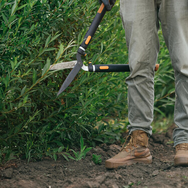 Poda estas especies ahora en noviembre y tendrás un jardín exhuberante cuando regrese el buen tiempo 