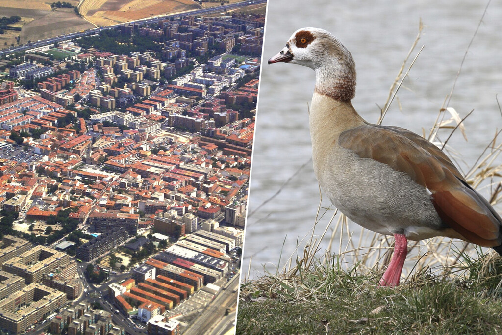 Torrejón de Ardoz tiene un plan para controlar a sus gansos, cotorras, conejos y palomas. Uno de 150.000 euros
