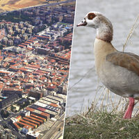 Torrejón se ha cansado de que sus parques estén llenos de gansos y cotorras. Así que tiene un plan para "controlarlos"