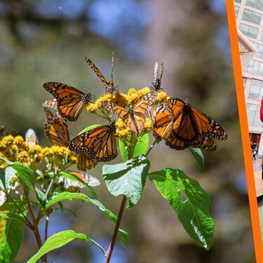 La mejor época para ver las mariposas monarca ha llegado: lánzate con el Turibus. Estas son las fechas y precios