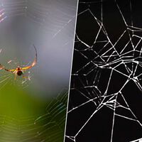 En 1995, la NASA se puso a drogar arañas con anfetaminas, marihuana y la más devastadora: cafeína