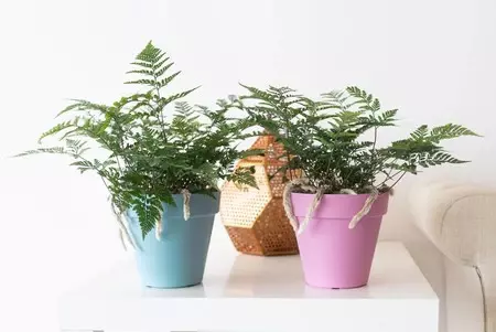 Llegan las plantas inteligentes que se comunican con sus dueños para ayudarle a cuidarlas bien