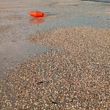 El temporal deja millones de berberechos y almejas muertas en Galicia, pero no es lo único que amenaza al marisco