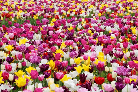 Tulips 1405413 1920