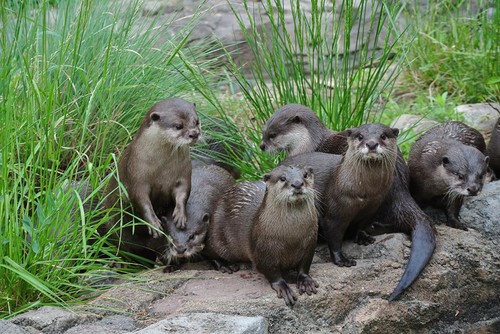 Visita gratis el zoológico de Washington