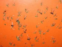 Cómo protegerse de los mosquitos durante el embarazo