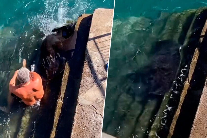 A este canario le pueden poner una multa de 200.000 euros por alimentar chuchos en La Gomera. No son perros, son mantarrayas