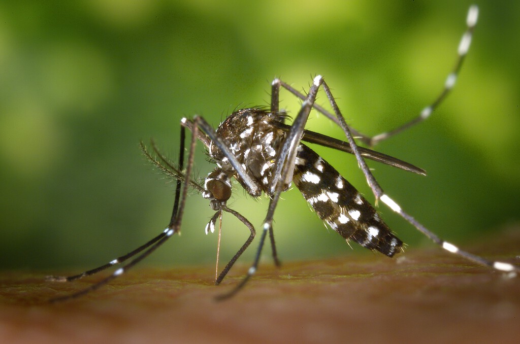 Seis formas sencillas de evitar las picaduras de mosquitos en casa, la terraza o el jardín más allá de fumigar con insecticidas 