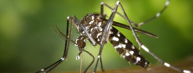 Seis formas sencillas de evitar las picaduras de mosquitos en casa, la terraza o el jardín más allá de fumigar con insecticidas 