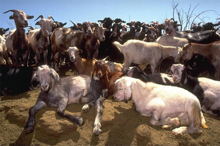 Una experiencia diferente: ser pastor de cabras