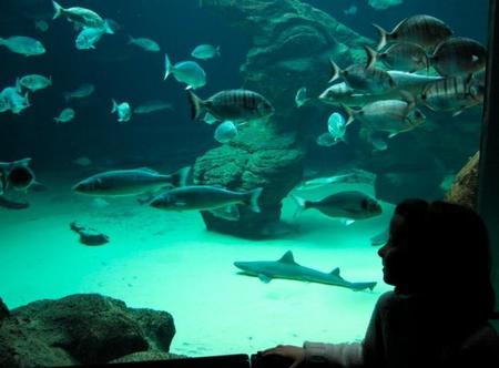 Acuario Museo Marítimo del Cantábrico