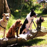 Ancient Canine Bones Tell a Surprising Story: Dogs Were Already Man’s Best Friend 16,000 Years Ago