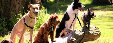 Ancient Canine Bones Tell a Surprising Story: Dogs Were Already Man’s Best Friend 16,000 Years Ago