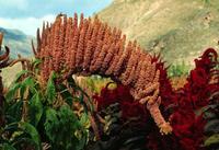 Los cereales en la alimentación infantil: la quínoa