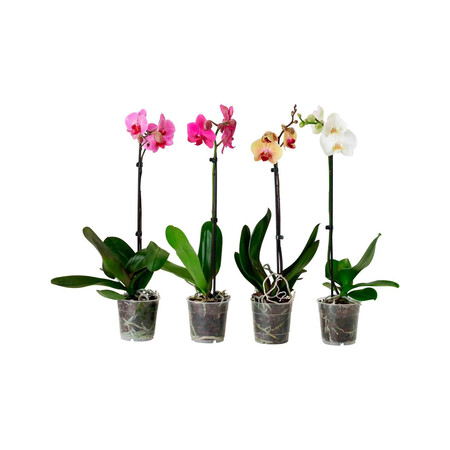 Orquidea De 1 Vara